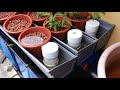 gutter growbed aquaponics after 1 month