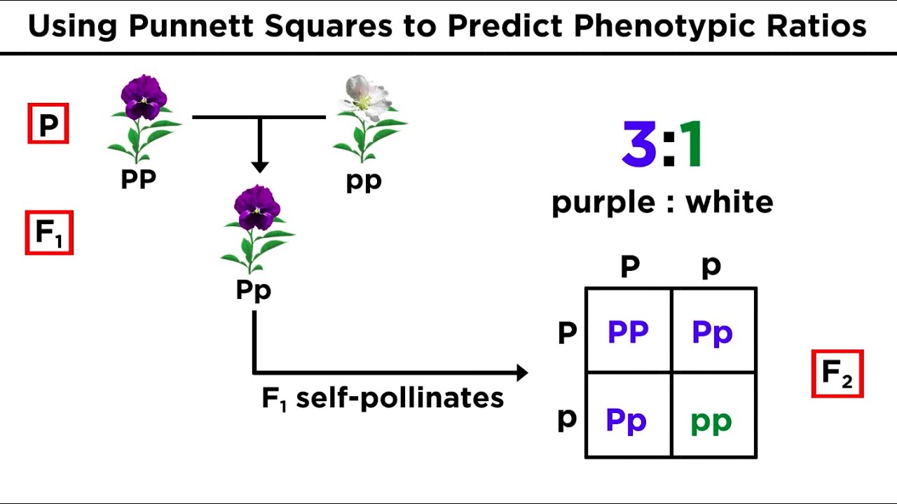 Mendel's Law Of Inheritance