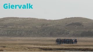 3 februari 2024 - Giervalk - Texel, de slufter