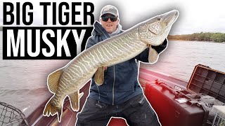 Steve's Big Tiger Musky