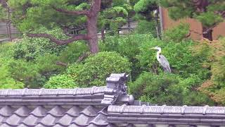 「庭いじりの贅沢」「鯉が鷺に食べられた。」(6)偵察　久しぶりにアオサギが来た。