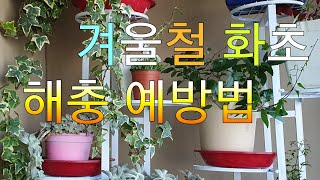 [환희사랑VLOG]겨울철 화초 해충 예방법. 화분다이(주부TV)베란다정원.식물정원