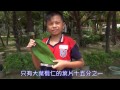 蔡祁睿大葉欖仁校園植物解說影片 （王吉仁老師指導）