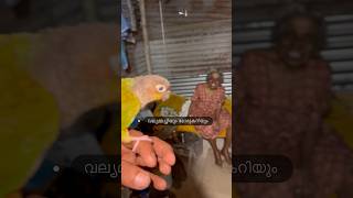 വല്യമ്മച്ചിയും മിട്ടൂവും l ശൂരനാട് l PART 09 l Mottathalayan Clicks #parrottraining #oldage #petbird