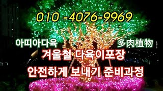 #아띠아다육#겨울철 다육이 포장박스 줍기#多肉植物 #다육이 안전하게 택배보내기 준비과정#다육이 얼리면안됨