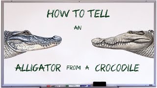 Download How to tell an alligator from a crocodile mp3