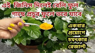 এই জিনিস দিলেই বেলফুল গাছে ফুলে ভরে যাবে/mogra plant care and tips /organic fertilizer for mogra