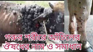 গরুর শরীরে আঁচিল বা ম্যাচ ভালো করার ১০০% সমাধান/গরুর শরীরে আঁচিলের ঔষধের নাম কি? ভিডিওতে দেখুন...