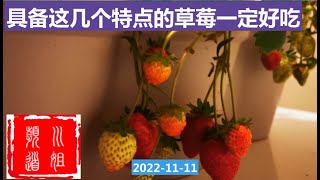 具备这几个特点的草莓就能采摘了 #草莓 /22-66/2022-11-11