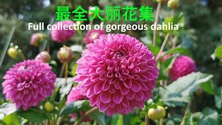 最全大丽花集 - 这里面肯定有你没见过的大丽花--full collection of gorgeous dahlia - How many of dahlia did you see before