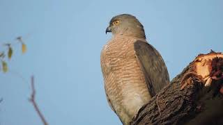 Samaspur Pakshi Vihar|| Arif Saras friendship Birds Conservation_ Birds of India in Hindi #arifsaras