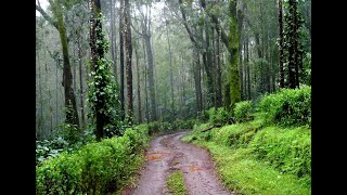 Bisile Ghat ||Beauty spot|| road trip from Coorg. Madkeri