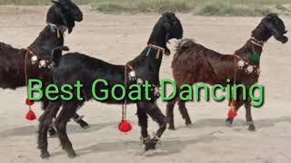 The Best Goat Dance