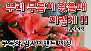 게발선인장 무름이 왔을때 이렇게 해보세요!!/구독자 감사 이벤트 진행 예정이니  참여하셔서 행운의 주인공이 되셔요~^^