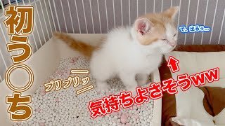 めちゃくちゃ気持ちよさそうにうんちをする子猫