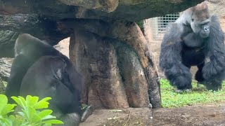 gorlla ハオコから逃げるモモコ【2024年‎11月21日】【上野動物園】ゴリラ💗