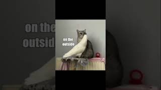 Do you think your CAT is plotting to KILL YOU??? WATCH THIS!!!