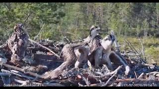 ~ Osprey Cam in Finland - \