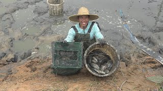 小池抽干鱼塘抓鱼，一窝窝的鱼群藏在塘底，一抄网爆桶抓得太爽了