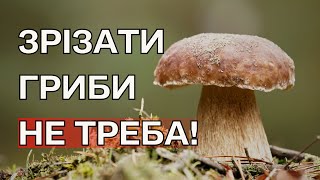 Як правильно збирати гриби? Яка різниця між зрізанням та викручуванням грибів? Спростування міфів.