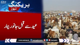 Animals got sick before Eid ul Adha 2023 | SAMAA TV