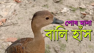 পোষ মানা বালি হাঁস বাড়িতে। বালি হাঁসের খামার। বালি হাঁস পালন পদ্ধতি