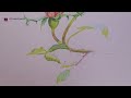 drawing pink roses with color pencils how to draw rose flower drawing colour pencil mixing