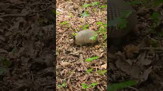 First Time Seeing An Armadillo! 😳😍 #animals #amazing #youtubeshorts #reels #shorts #fyp