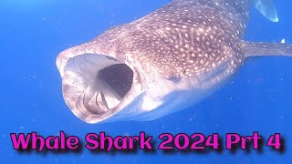 Whale Shark 2024 Season Prt 4