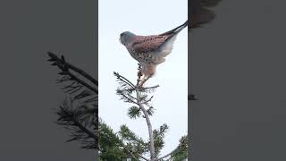 The Cry of the Kestrel (Male)