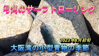 弓角で釣る大阪湾の青物