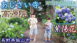 あじさい寺 高源院💠≪紫陽花・アジサイ・hydrangea≫長野県飯山市【戸狩温泉スキー場近く】