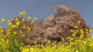 阿蘇・一心行桜