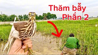 Hành Trình Đi Thăm Bẫy, Đặt Bẫy, Bắt Cá Rô Cùng Bác Thông - Phần 2 | Survival In The Fields | HATV