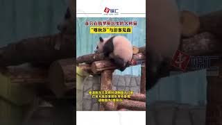 首只在俄罗斯出生的大熊猫“喀秋莎”与游客见面