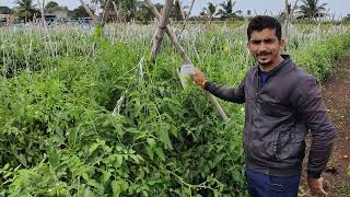 #karyon #organic #9689882652 #farming #result #viral #agriculture #video #शेतकरी #tomoto #टोमॅटो #