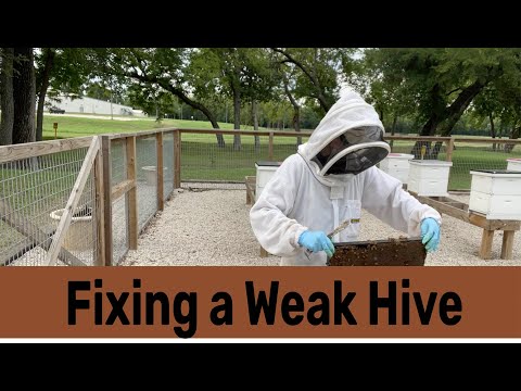 Fixing Combining Weak Hives Youtube