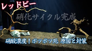 【レッドビーシュリンプ】硝化サイクル完成と油断できない硝酸の濃度！ポツポツ死の原因と対策【RBS #02】