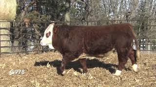 G978 Brink Genetics' 2020 Fleckvieh Simmental Bull Sale