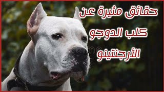 حقائق مثيرة عن كلب الدوجو الأرجنتينو || معلومات هامة عن Dogo Argentino