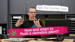 How and when to flush a cannabis plant