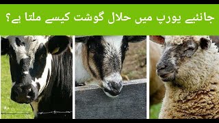 how I shop Halal meat in Europe.