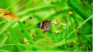 Danaus chrysippus　スジグロハバマダラ