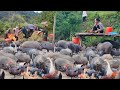 Harvesting new rice to feed the pigs, taking care of thousands of pigs, the life of a farmer