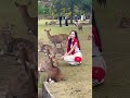 鹿に囲まれて幸せいっぱいの観光客🦌奈良公園