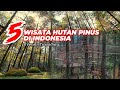 5 DESTINASI WISATA HUTAN PINUS UNTUK LIBURAN ANTI MAINSTREAM DAN INSTAGAMABLE