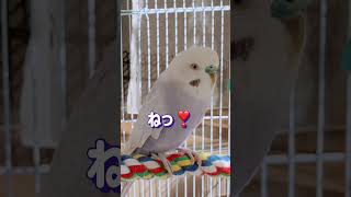 サンタにお願い #インコ面白い #おしゃべりインコ #癒し #クリスマス