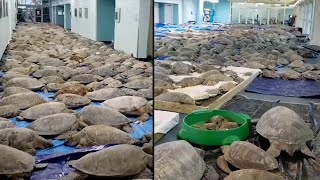 Volunteers Try to Save 3,500 Sea Turtles From Cold Weather