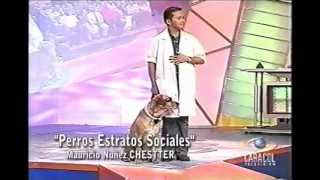 Estratos sociales chester