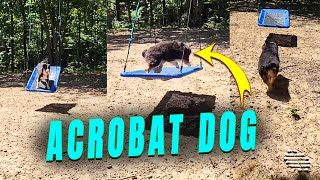 Acrobat Dog Loves to Play On Its Custom Swing While Barking